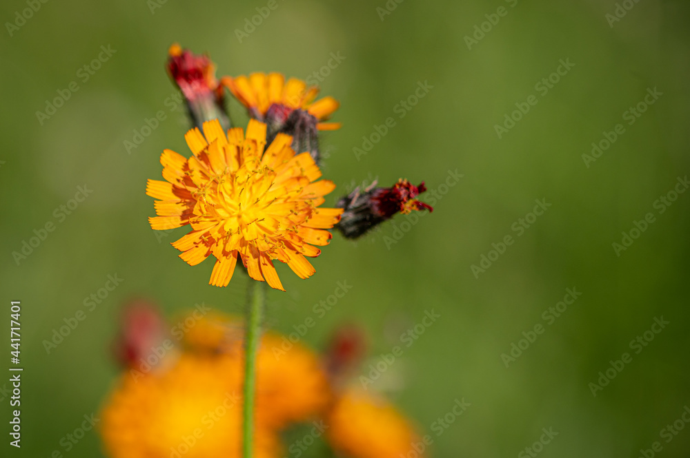 Vibrant orange, pilosella aurantiaca, orange hawk bit, devil's paintbrush wild flower Vibrant orange, pilosella aurantiaca, orange hawk bit, devil's paintbrush wild flower