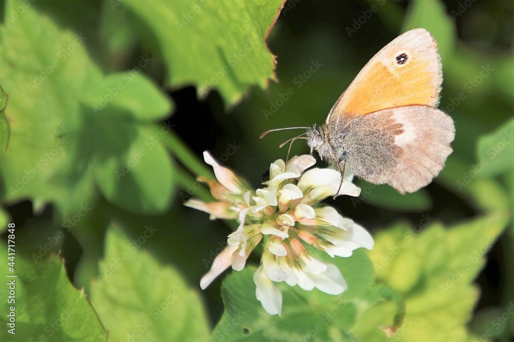 Kleiner brauner Falter