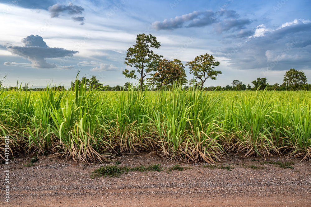Sugarcane field with blue sky. Sugarcane field with blue sky.