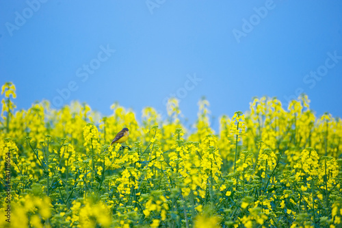 A yellow bird in a rape field of yellow flowers. High quality photo © Evgeny