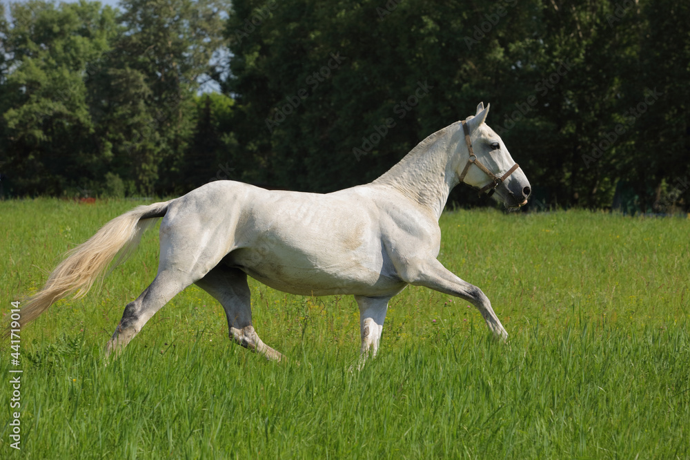 Andalusian horse galloping near the stud farm 