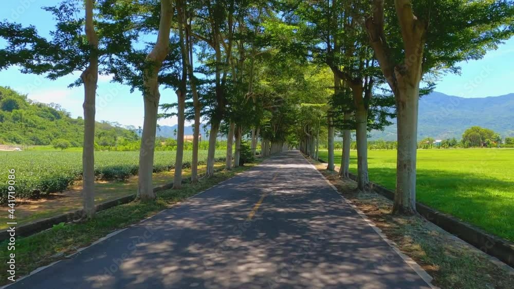 Beautiful tree lined road in the Tunnel of Trees on drive through countryside Beautiful tree lined road in the Tunnel of Trees on drive through countryside