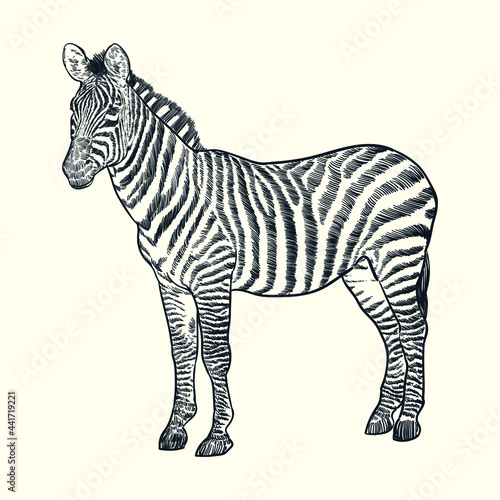 Vintage hand drawn zebra horse