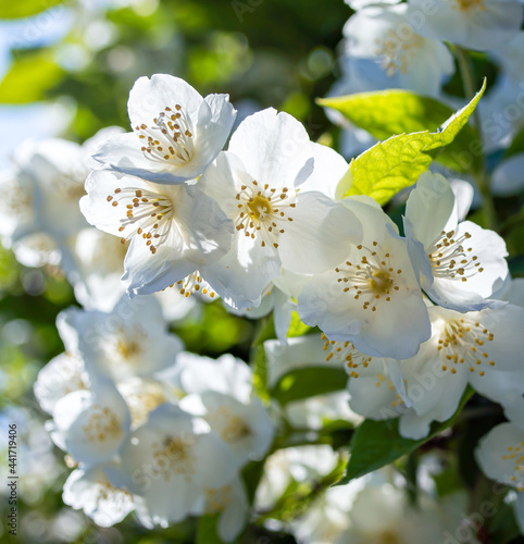 flowering bush philadelphus. White flowers.