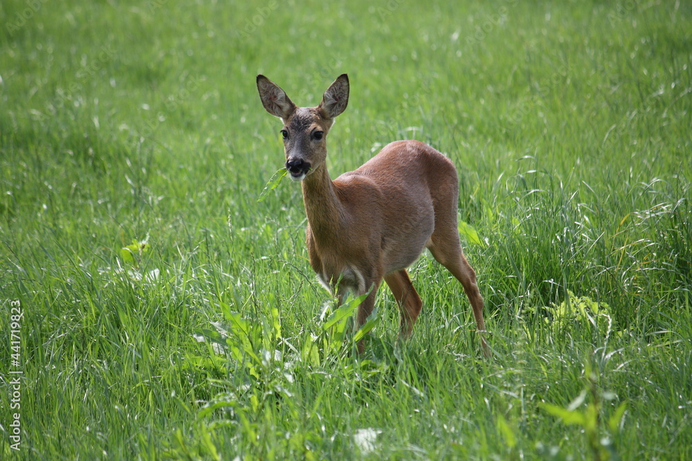 Junges Reh auf der Wiese beim Äsen in der Morgensonne Junges Reh auf der Wiese beim Äsen in der Morgensonne