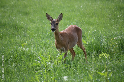 Junges Reh auf der Wiese beim Äsen in der Morgensonne