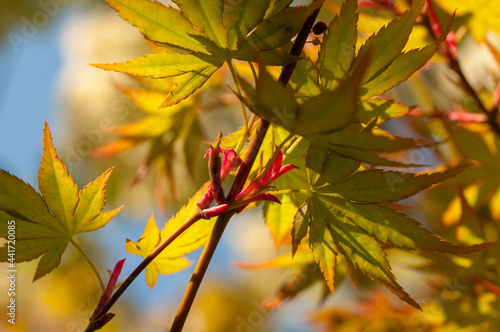 autumn leaves background