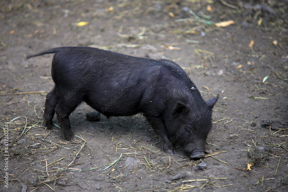 A young Vietnamese pig are walking around the farm. A young Vietnamese pig are walking around the farm.
