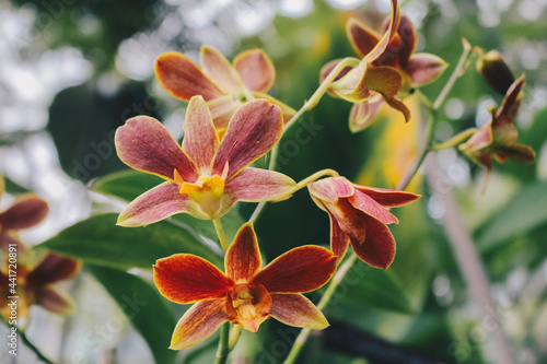 Catasetum Orchids, one of the most unique orchids hybrid. photo