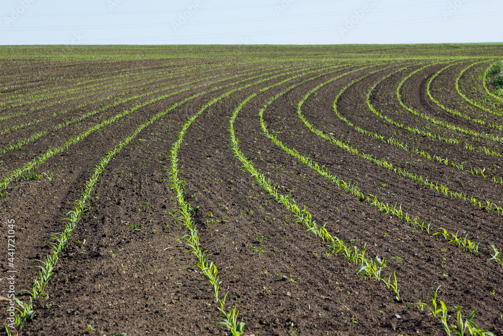 field with corn in spring. Parposts of plants began to grow in a straight line. Field of an agricultural enterprise field with corn in spring. Parposts of plants began to grow in a straight line. Field of an agricultural enterprise