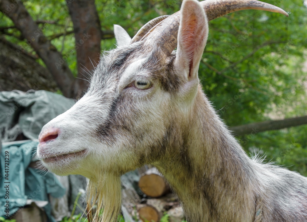 goat in a rural yard summer day close up goat in a rural yard summer day close up