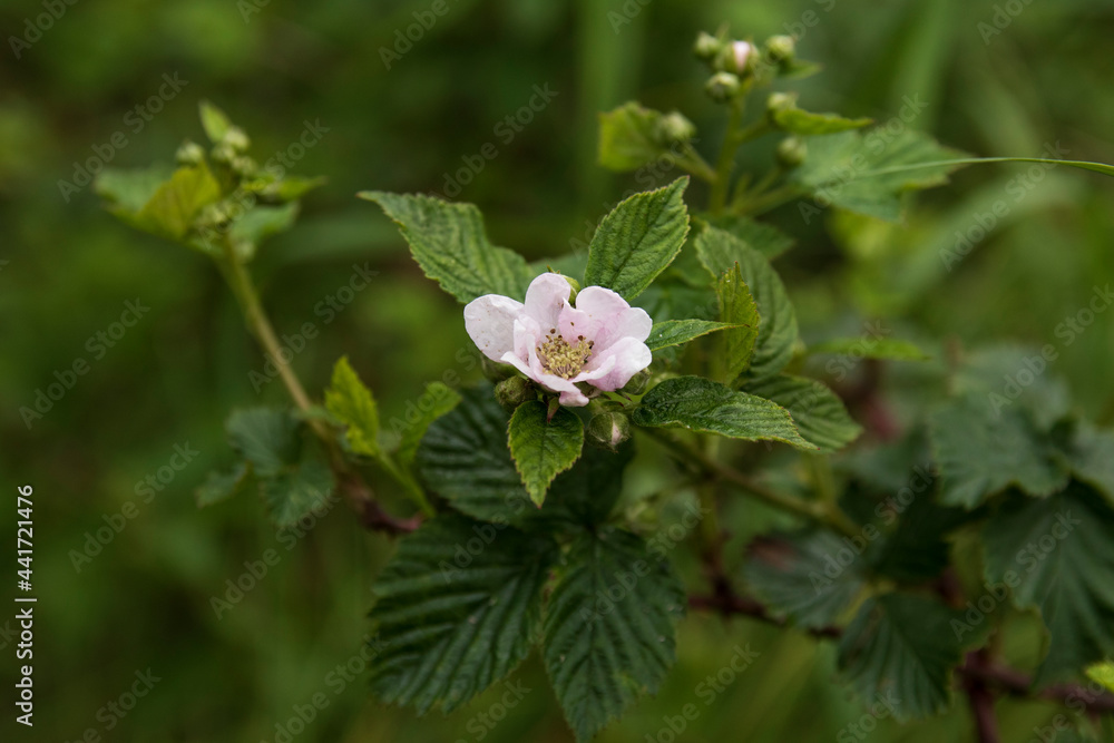 White wild rose on a green background White wild rose on a green background