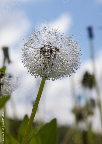 Wallpaper Mural dandelion in drops of water in sunny weather Torontodigital.ca