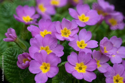 Pink primroses with yellow flower insides