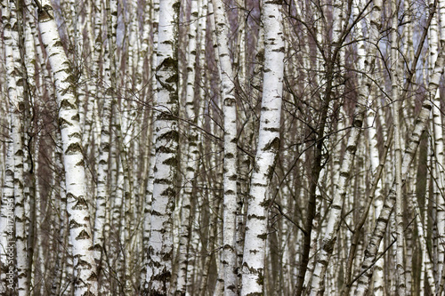 birch trees - National Park Maasduinen in the Netherlands