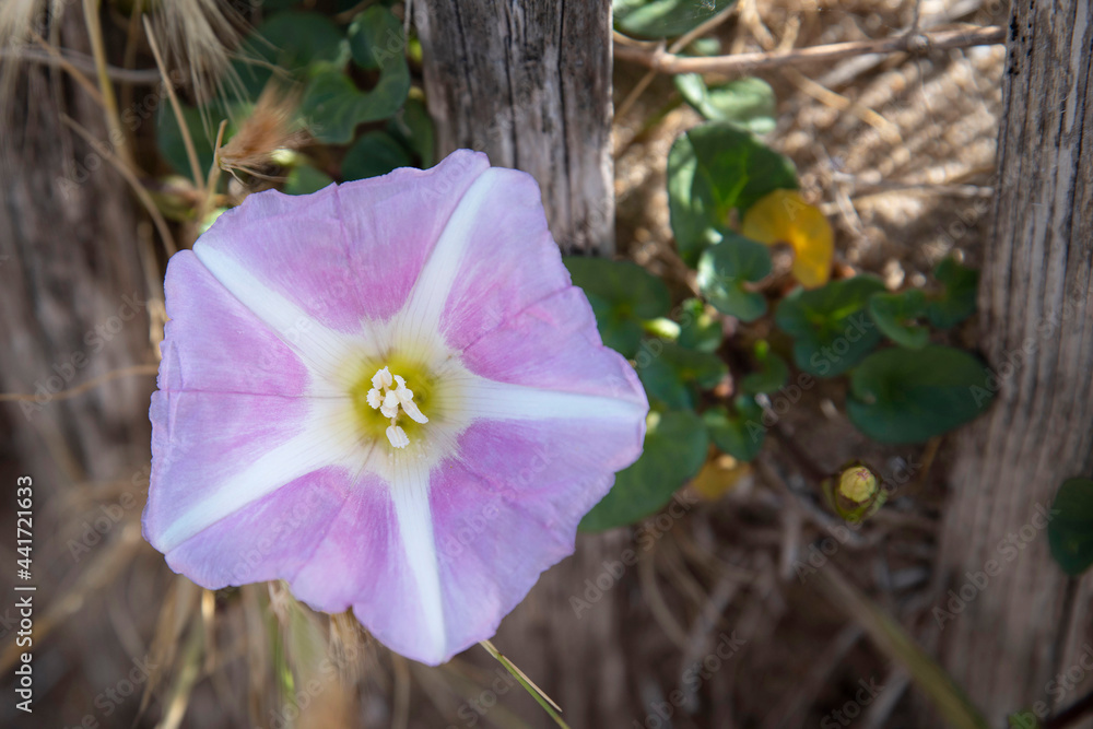 Fototapeta premium Close-up of a pink bindweed flower on a sand dune 