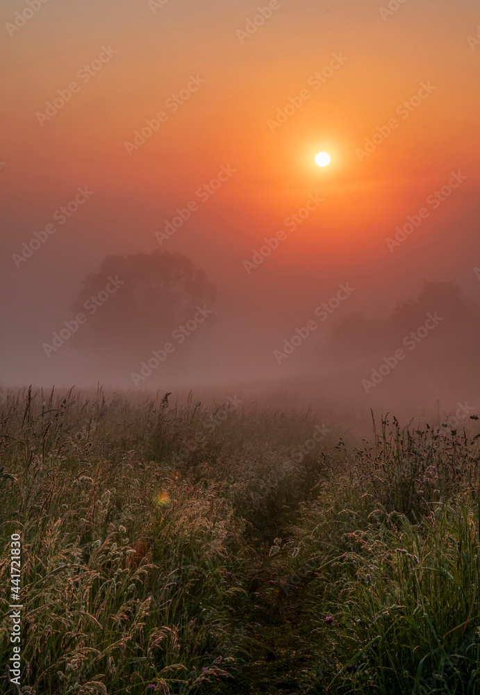 Misty meadow during sunrise