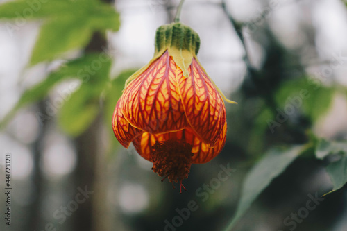 Red Abutilon (Chinese lantern) Flower and commonly known as Abutilon pictum, Abutilon striatum, Redvein Abutilon, Indian mallow artery, Redvein Maple Maple. Flowering beautifully bright . photo