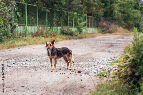 Fototapeta Naklejka Na Ścianę i Meble -  A small brown dog stands in anticipation on a country road