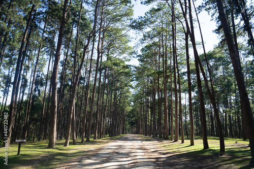 Wallpaper Mural Pine wood Torontodigital.ca