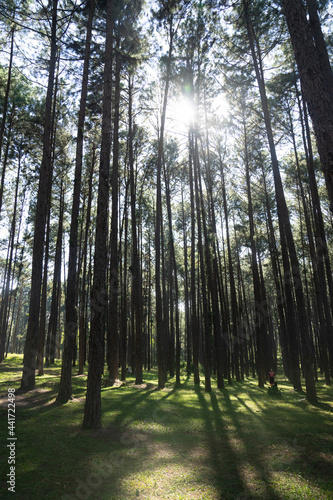 Wallpaper Mural Pine wood Torontodigital.ca