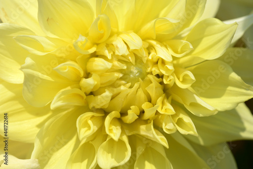 黄色いダリアの花