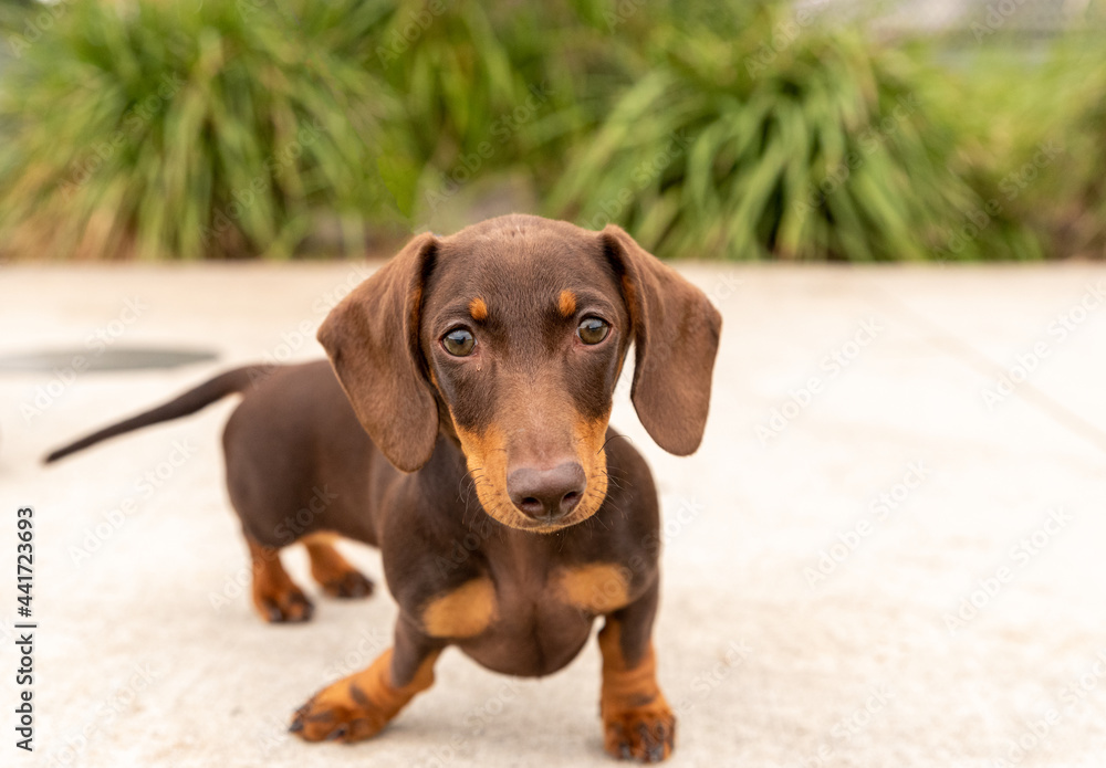 dachshund puppy standing on concrete and looking at the camera