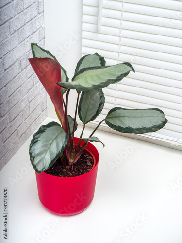 Calathea Picturata is a species of plant in the family Marantaceae photo