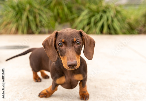 dachshund puppy standing on concrete and looking at the camera © peter