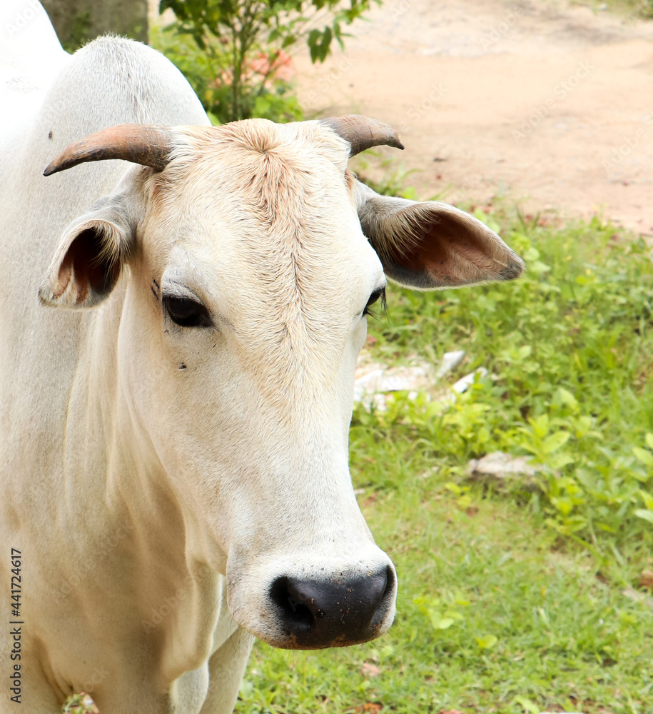 portrait of a white, innocent cow with small horns and wide ears portrait of a white, innocent cow with small horns and wide ears