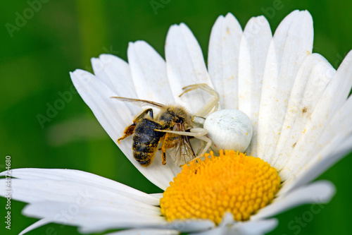 Veränderliche Krabbenspinne (Misumena vatia) mit erbeuteter Wildbiene  // goldenrod crab spider with wild bee as prey  photo