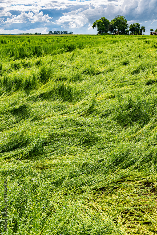 Calamité agricole, intempéries, dégats cultures. Champ de lin en fleur versé suite à orages et grêle Calamité agricole, intempéries, dégats cultures. Champ de lin en fleur versé suite à orages et grêle