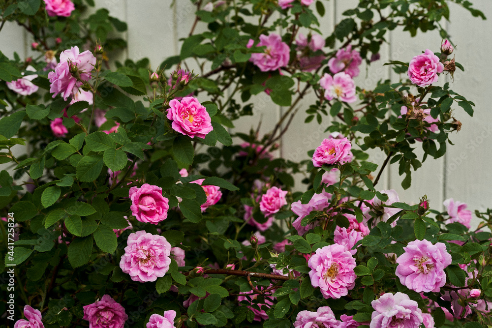 The hardy Hurdalsrosa Rose in a garden up to the Totenåsen Hills, Norway.