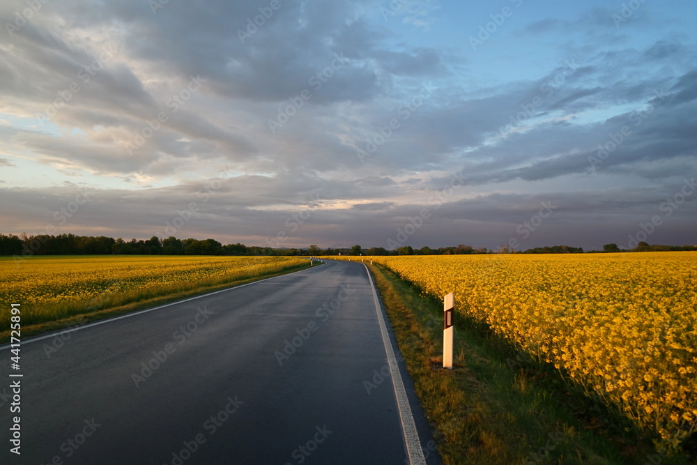 Naklejka premium Strasse zwischen Rapsfeldern im Frühling