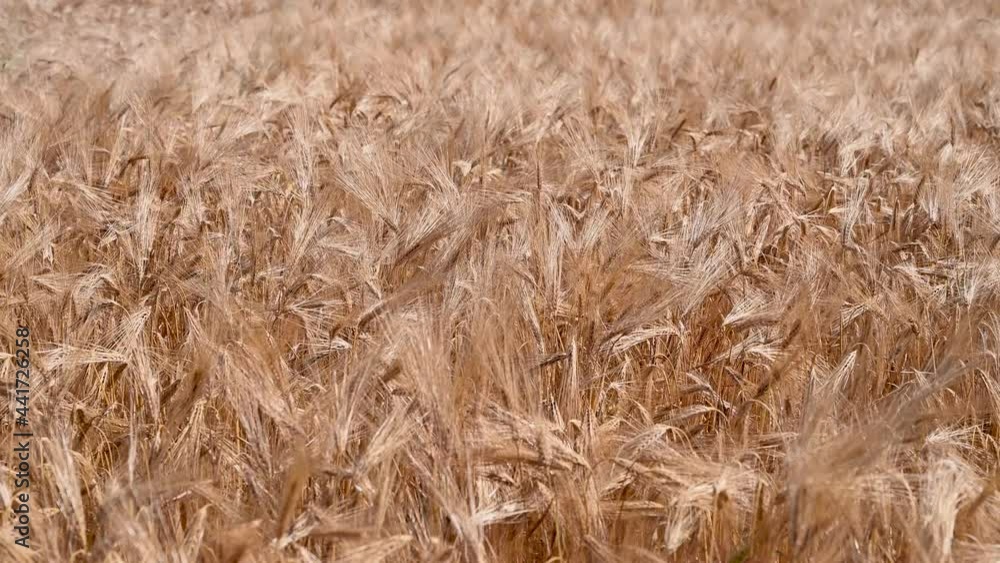 Golden wheat, close up. Spikelet of wheat with grain in sunny rural field. Golden ripening ears of wheat in summer on the field. Golden wheat, close up. Spikelet of wheat with grain in sunny rural field. Golden ripening ears of wheat in summer on the field.