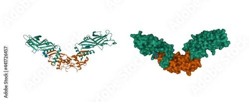 Srtucture of pro-bone morphogenetic protein 9 tetramer: Bone Morphogenetic Protein 9 Growth Factor Domain (green) and Bone Morphogenetic Protein 9 Prodomain (brown) shown, 3D model, white background photo