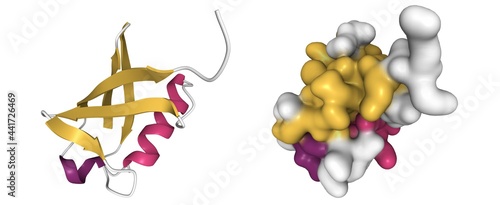 Structure of human ubiquitin, 3D cartoon and Gaussian surface model with the differently colored secondary structure elements, white background photo