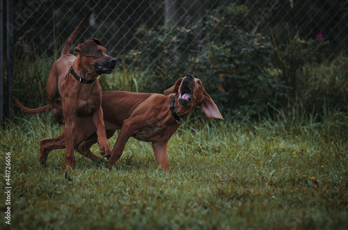 ridgeback puppies play in the meadow