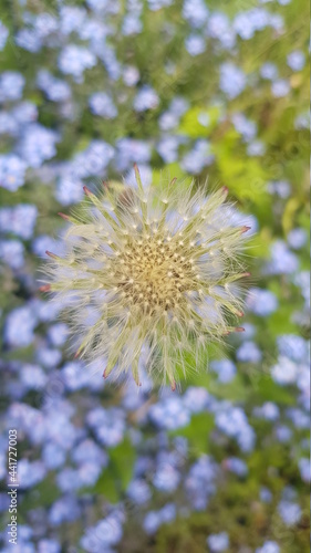 Fototapeta Naklejka Na Ścianę i Meble -  Closeup Of Dandelion Clock (Taraxacum) On The Colorful Blurred Meadow Backgroung. Growing seedhead. Maturing Dandelion.