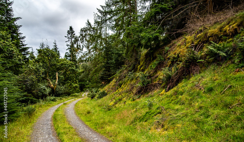 road in the forest