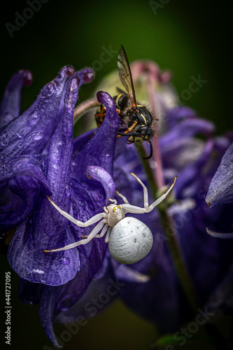 Veränderliche Krabbenspinne photo