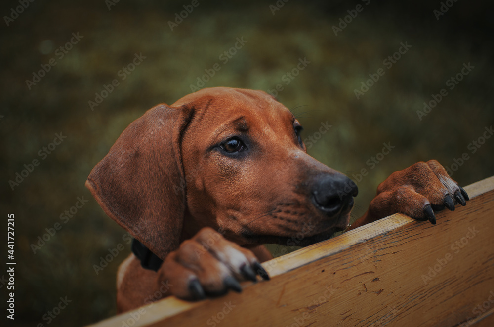 close-up portrait of a rhodesian ridgeback puppy muzzle details