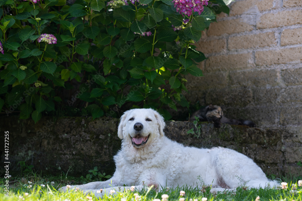 Portrait of a beautiful white Kuvasz dog, in the garden Portrait of a beautiful white Kuvasz dog, in the garden