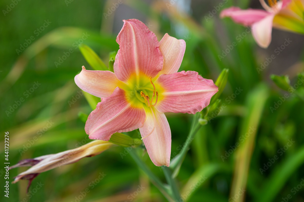 first pink and yellow lily blooming in the Lily garden