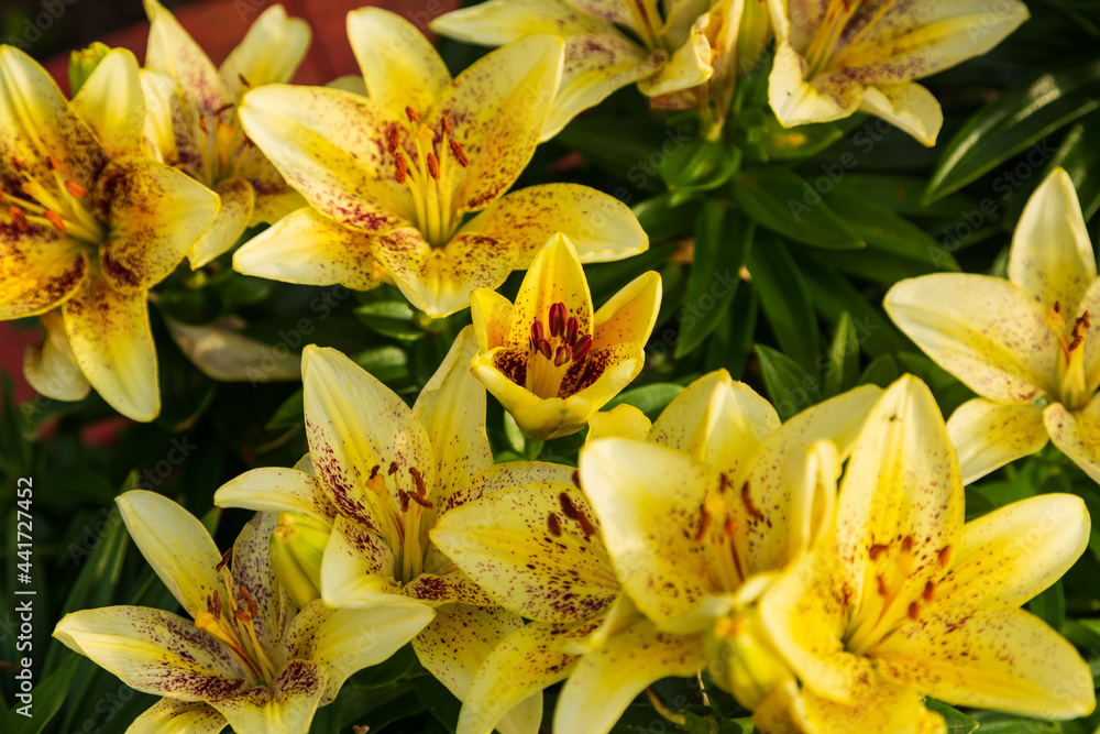cluster of a light yellow lilies with red spots cluster of a light yellow lilies with red spots