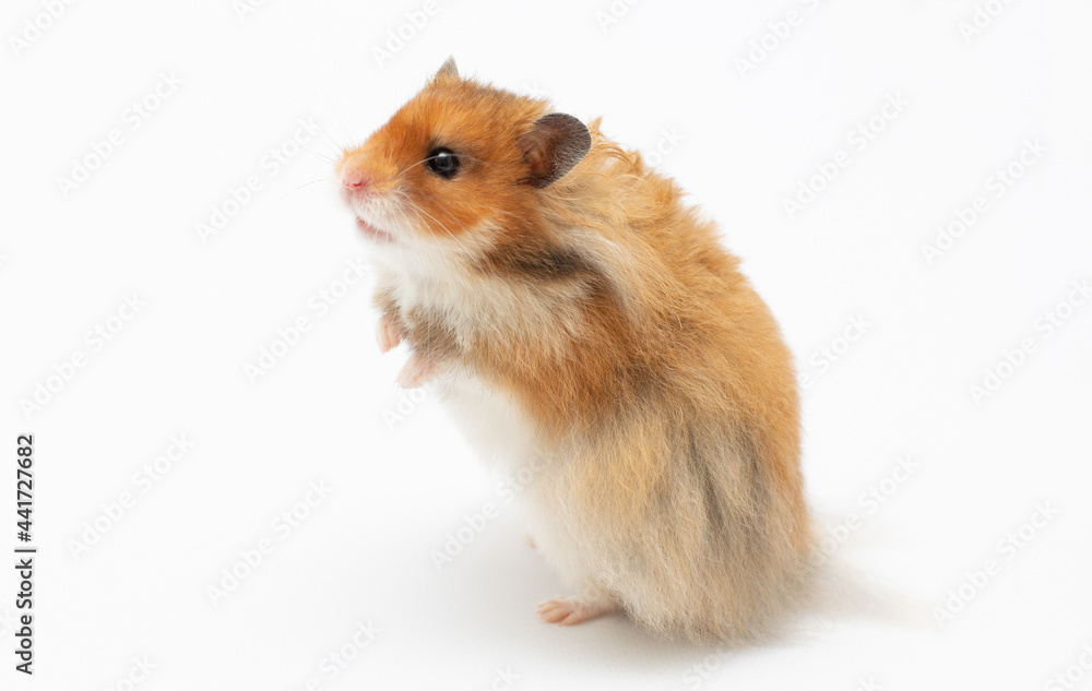 Hamster on a white background Hamster on a white background