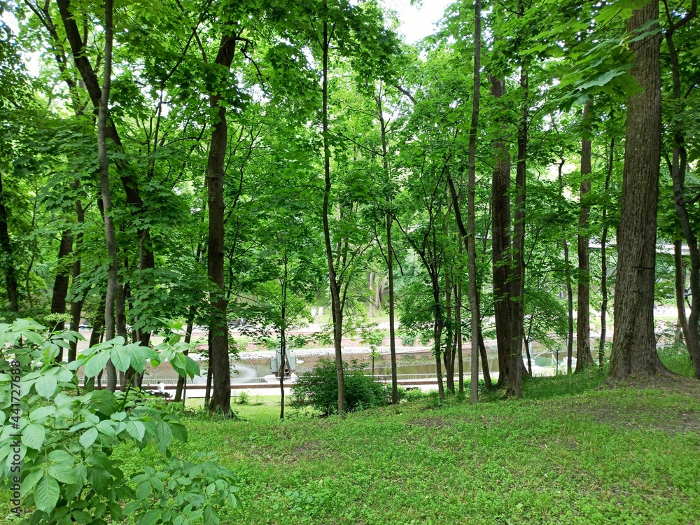 Obraz premium path in the forest