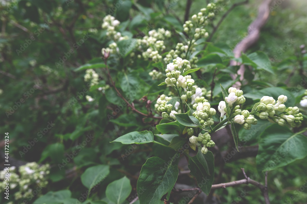 Obraz premium Brunch of blossoming White lilac. Copy space for text. Leaves and white lilac on the green background with selective focus on flowers wallpaper