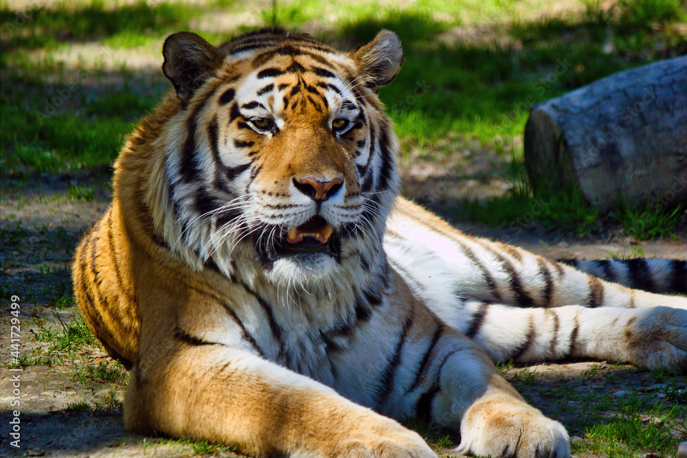 Obraz premium The Siberian tiger,Panthera tigris altaica is the biggest jungle cat in the world. Animal with stripes relaxing or resting