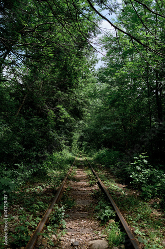 Hiking and tourism in abandoned natural places of Russia. Explore new places and discover routes. Old narrow gauge railway in middle of dense green deciduous forest in gorge.